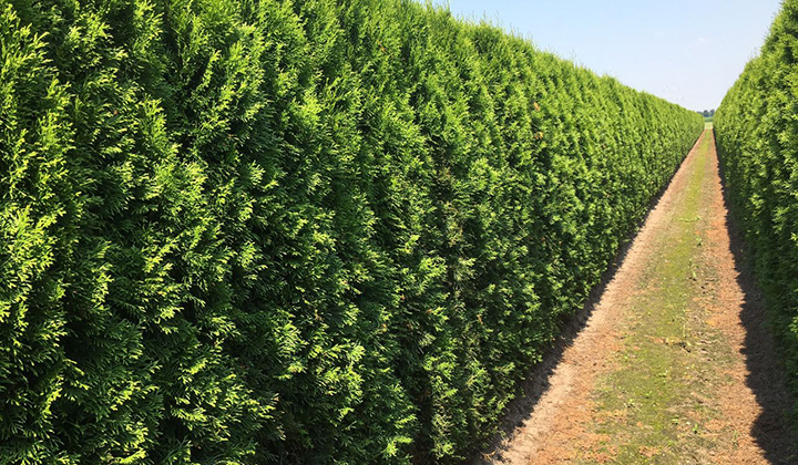 gødning er det bedste valg til thuja