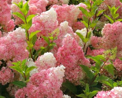 Hortensia 'Vanille Fraise'