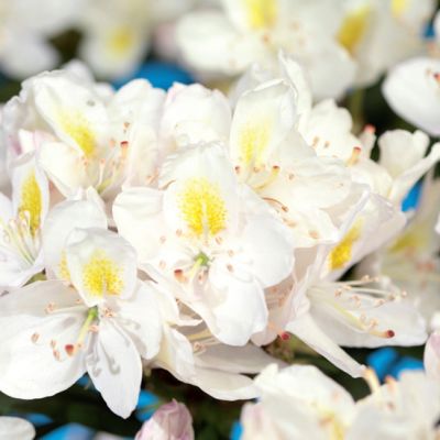 Rhododendron 'Madame Masson'