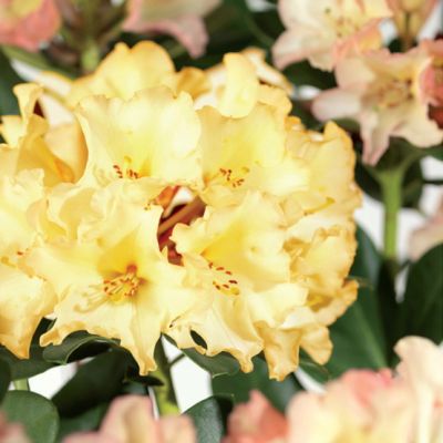 Rhododendron 'Horizon Monarch'