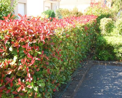 Glansmispel 'Red Robin'