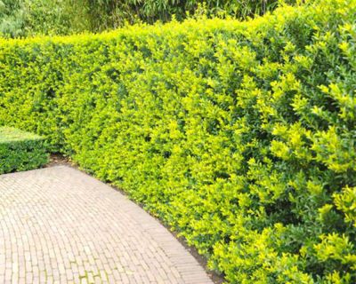 Japansk kristtorn 'Green Hedge'