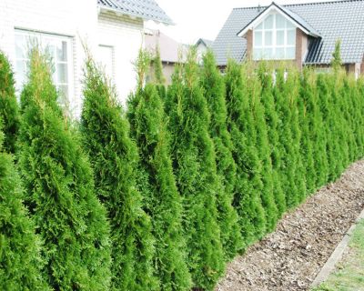 Thuja 'Smaragd'