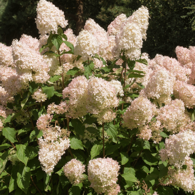 Havehortensia 'Phantom'