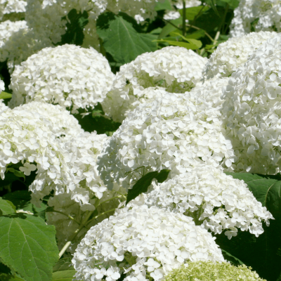 Hortensia 'Soeur Thérèse'