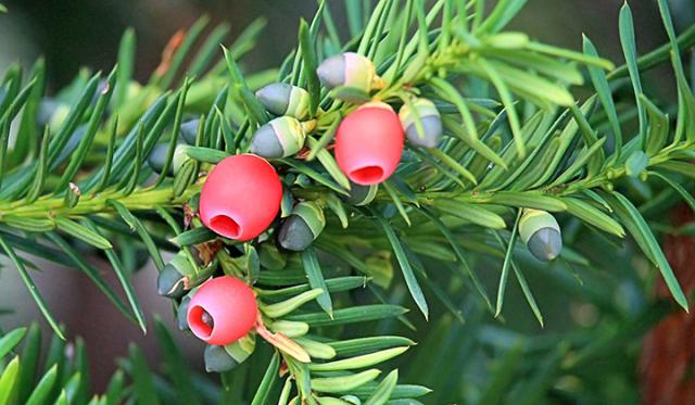 Gødskning ved plantning af taks