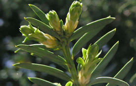 Taxus planten Taxus planten
