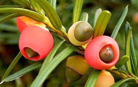Taxus online kopen Taxus online kopen