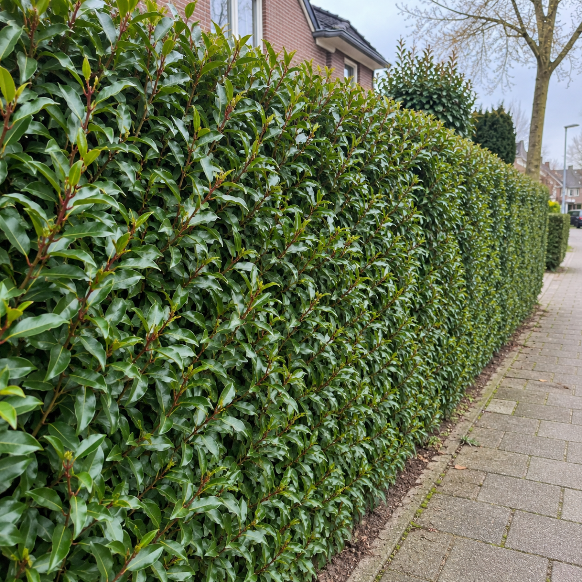 Portugisisk laurbærkirsebær 200 cm