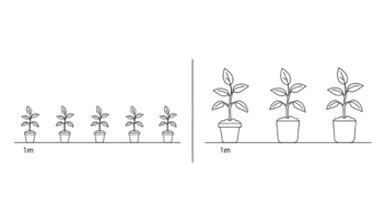 Hvor mange planter skal du bruge