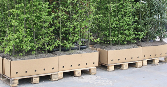 Plantning af færdighæk