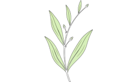 Plante i forår