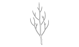 Plante i vinter
