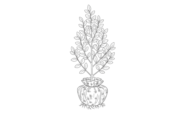 Planter med klump illustration