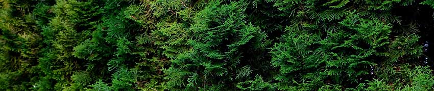 Beskæring af thuja Beskæring af thuja
