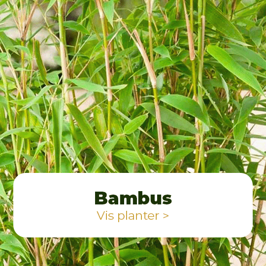 bambus