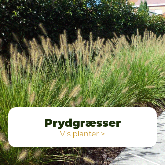 Prydgræsser