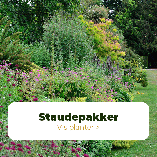 staudepakker