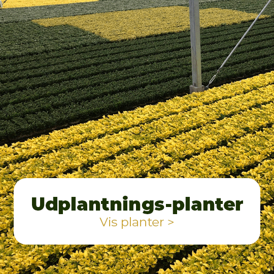 Udplantningsplanter