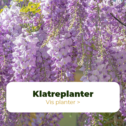 Klatreplanter