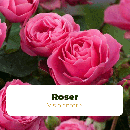 roser