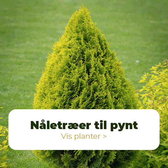Nåletræer til pynt