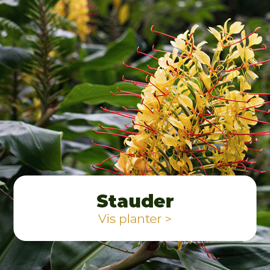 Stauder