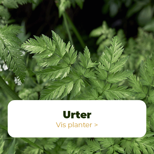 Urter
