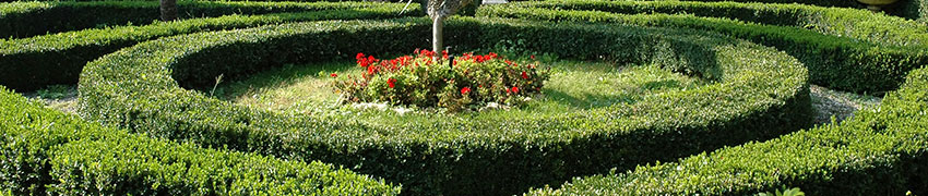 Hækplanter som haveplante Hækplanter som haveplante