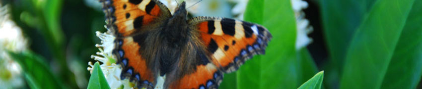 Haekplanteronline.dk - din haveplantespecialist! Haekplanteronline.dk - din haveplantespecialist!