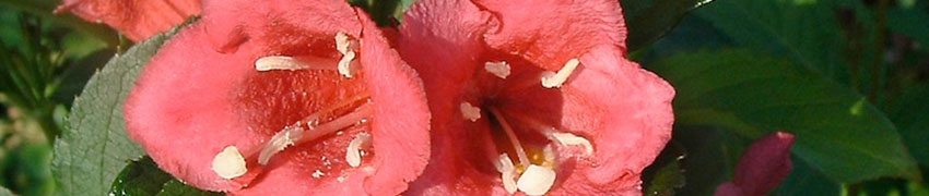 Køb blomstrende buske online