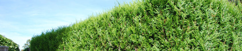 Køb thuja online Køb thuja online