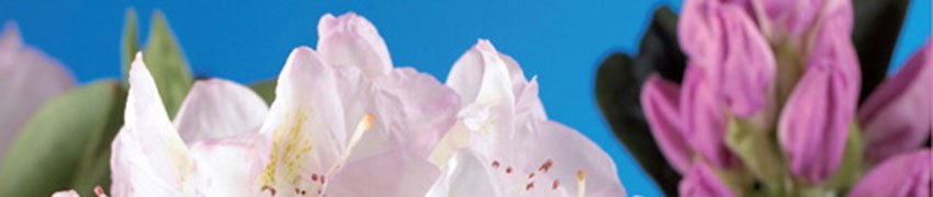 >Plantning og beskæring af blomstrende buske