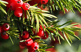 Taxus online kopen Taxus planten