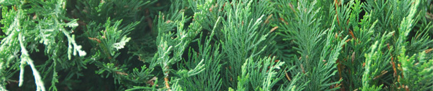 Hæk af thuja Hæk af thuja
