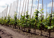 Dyrkning af færdighække
