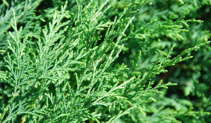 Til hvilken slags hæk anvendes Thuja