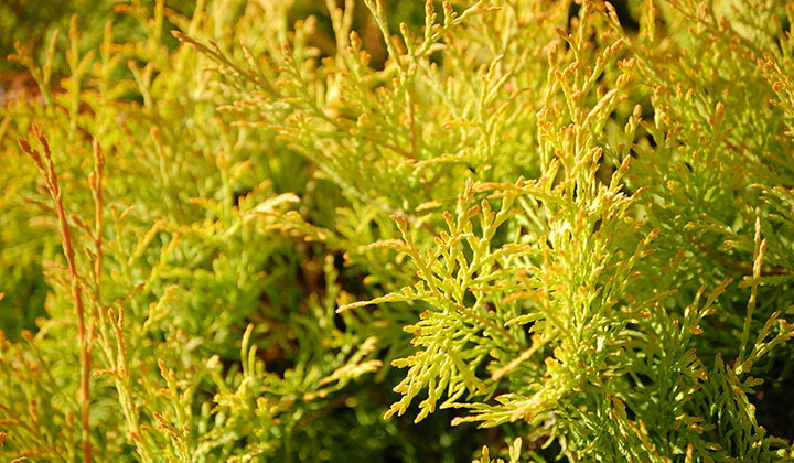 Thuja-minermøl